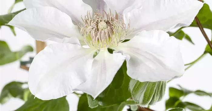 Clematis ‚Yukikomachi‘