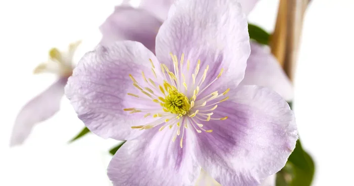 Clematis montana${2}