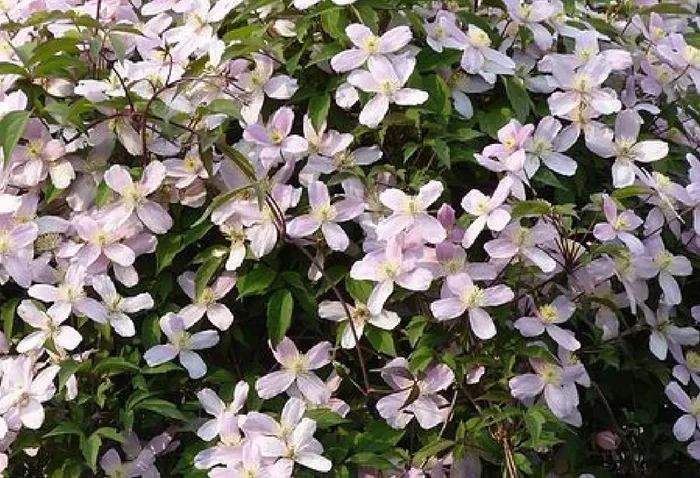 Clematis montana ‚Elizabeth‘ (Waldrebe)