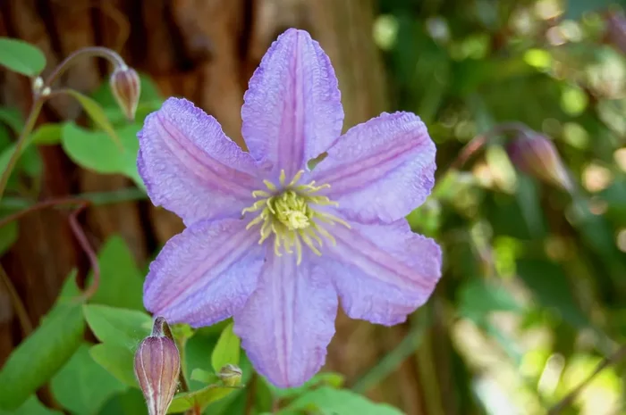 Clematis viticella ‚Prince Charles‘ (Waldrebe)