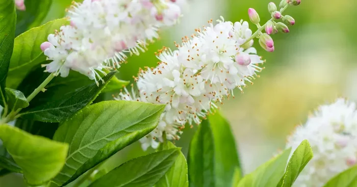 Clethra alnifolia ‚Pink Spire‘