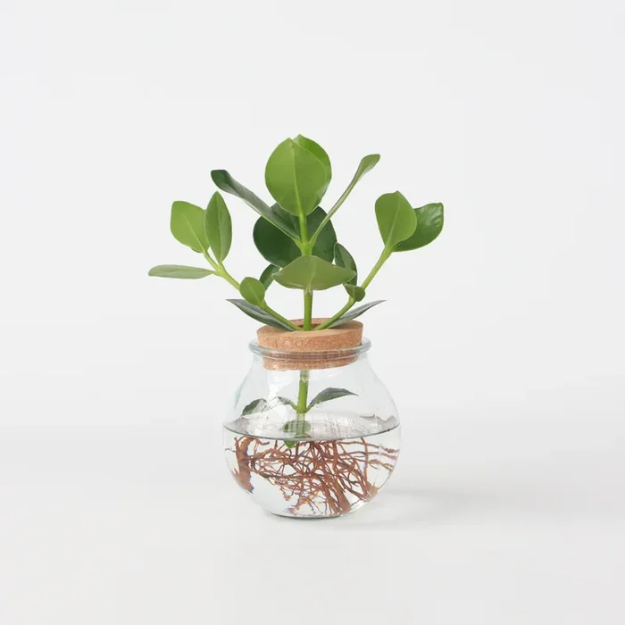 Clusia in glass – Hydroponics
