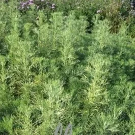 Coca Cola Strauch (Artemisia abrotanum)