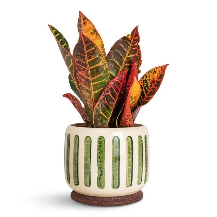 Codiaeum Petra – Croton