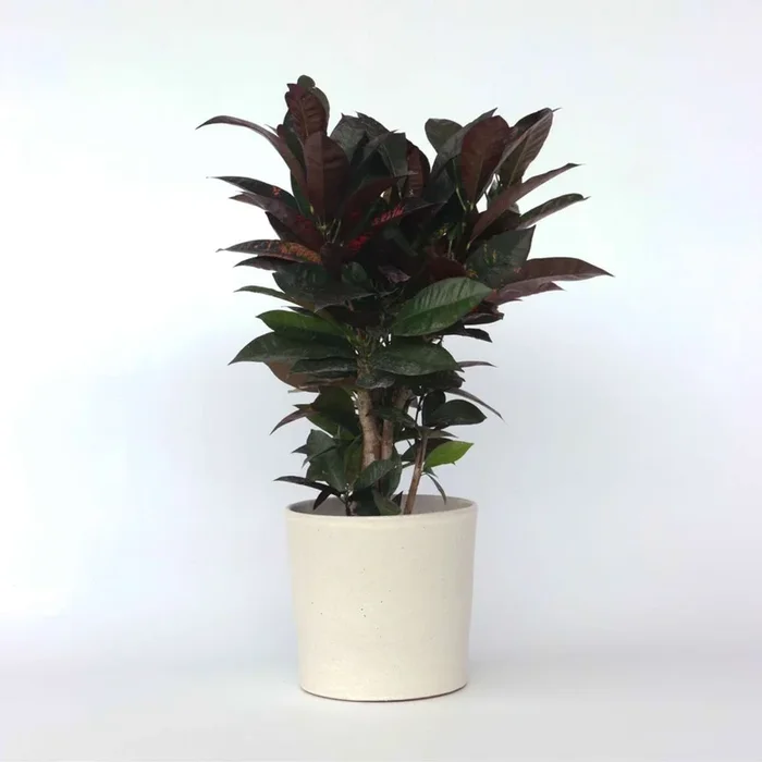 Codiaeum variegatum ‚Mrs. Iceton‘ – Croton