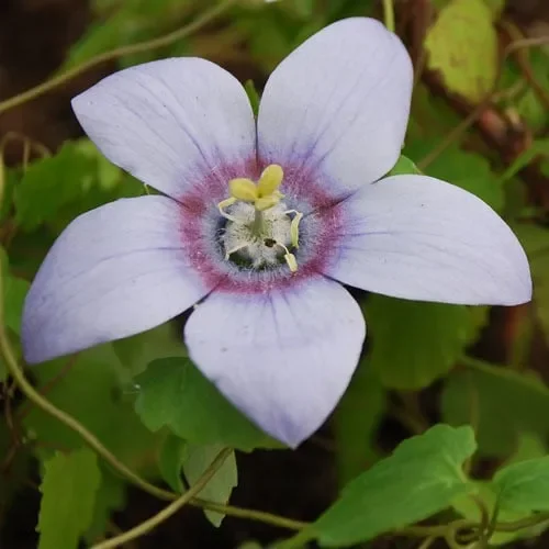 Codonopsis Grey-Wilsonii