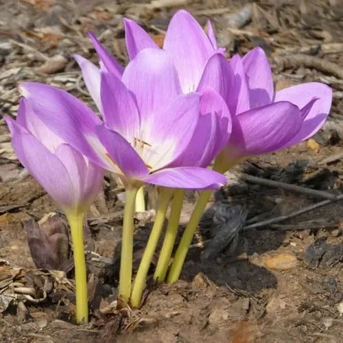 Colchicum Bornmuelleri