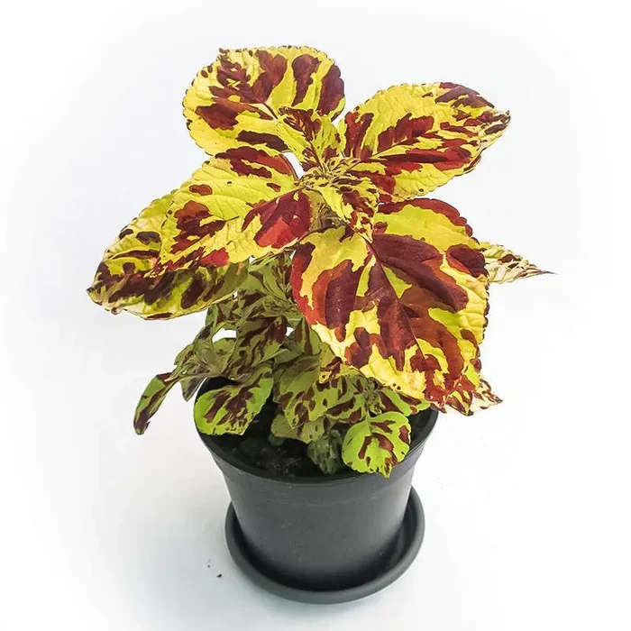 COLEUS VASE 14cm