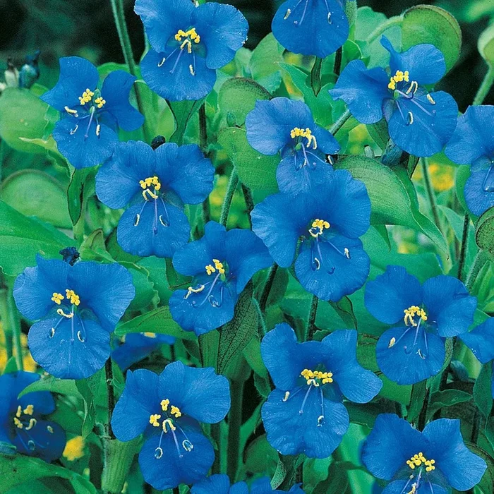Commelina tuberosa
