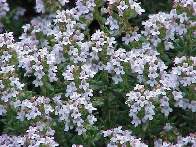common aromatic thyme jar 14