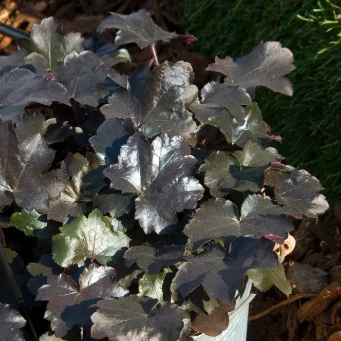 Coral Bells ‚Blackout‘