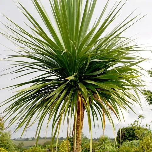 Cordyline Australis