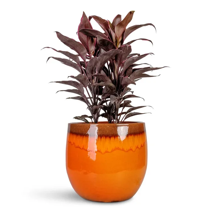 Cordyline fruticosa Mambo – Hawaiian Ti Plant