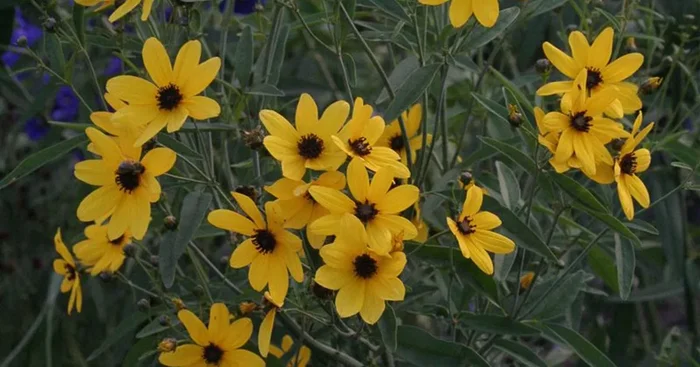 Coreopsis tripteris