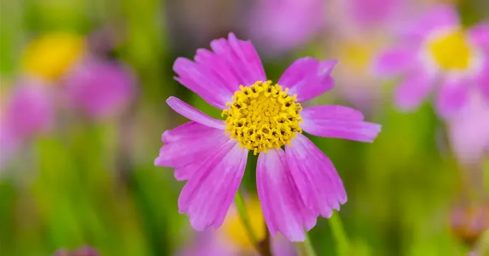 Coreopsis verticillata Twinklebells