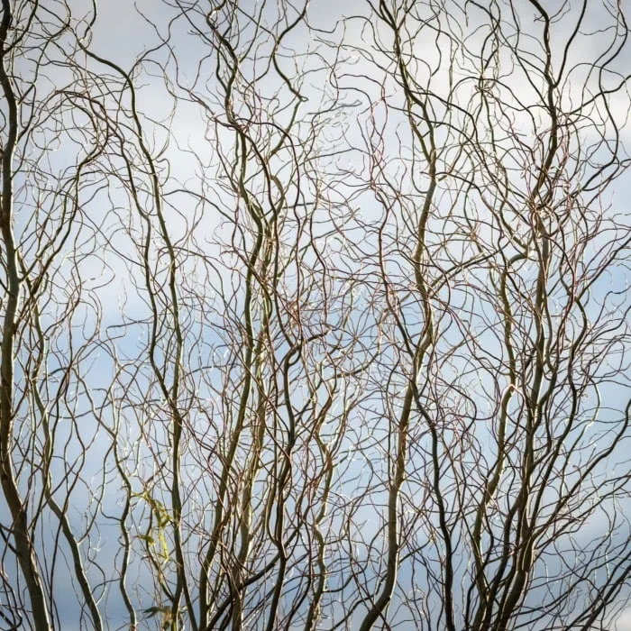 Corkscrew Willow