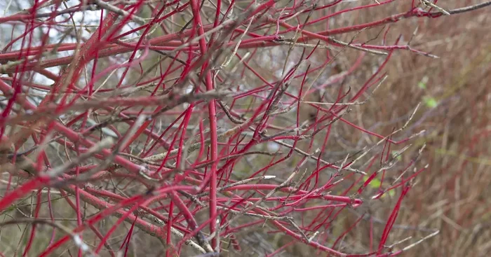 Cornus alba ‚Sibirica‘