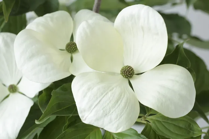 Cornus kousa ‚Venus‘ ® (Japanischer Blumen-Hartriegel)