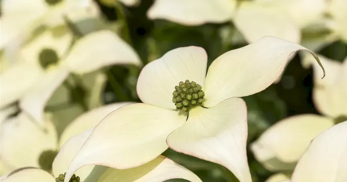 Cornus kousa chinensis ‚Schmetterling‘