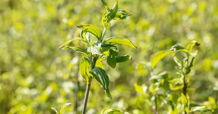 Cornus mas ‚Schönbrunner Gourmet Dirndl‘