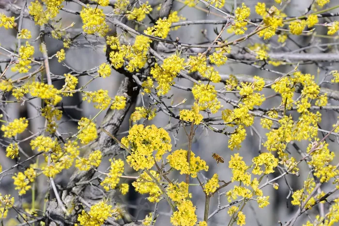 Cornus mas (Kornelkirsche)