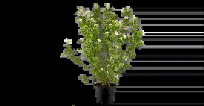 Cornus sericea ‚Flaviramea‘