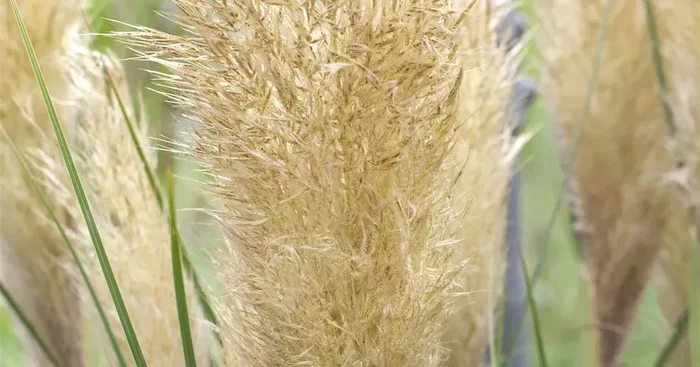 Cortaderia selloana ‚Tiny Pampa‘ -R-