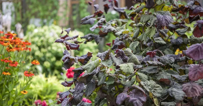 Corylus maxima ‚Red Majestic‘ -S-