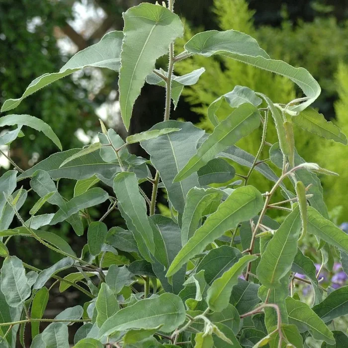 Corymbia citriodora