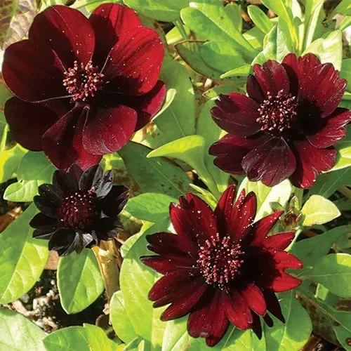 Cosmos Atrosanguineus
