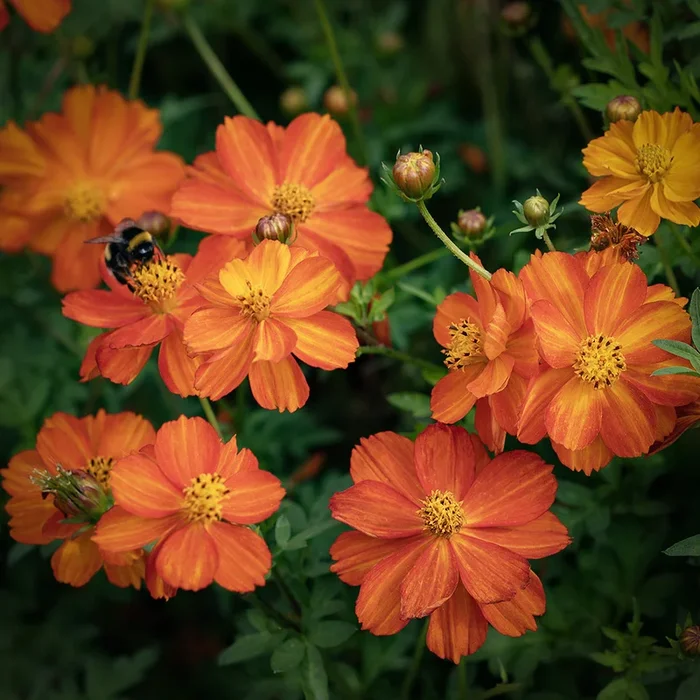 Cosmos sulphureus