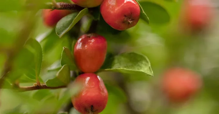 Cotoneaster dammeri${2}