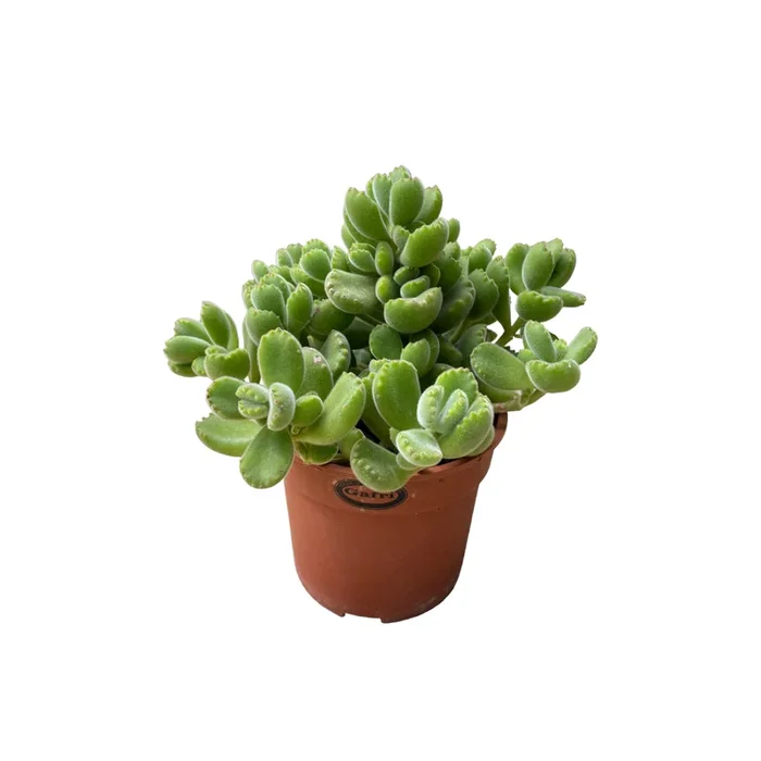 Cotyledon Tomentosa, Bear’s Paw (0.2m)