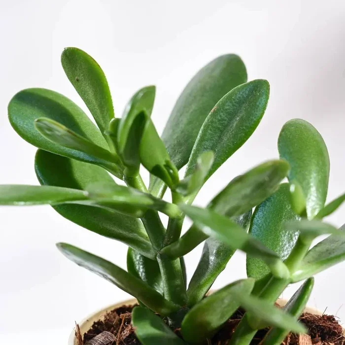Crassula Jade Live Sacculent Plant