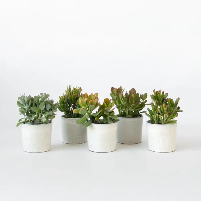 Crassula ovata – Mix of 5