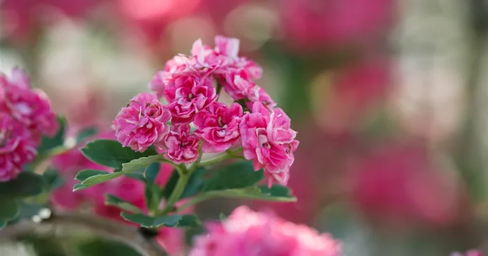 Crataegus laevigata ‚Paul´s Scarlet’${2}