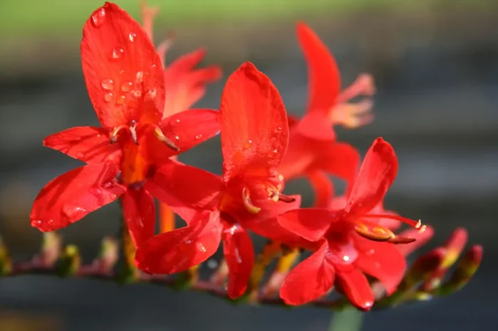 Crocosmia x crocosmiiflora ‚Lucifer (Montbretie)