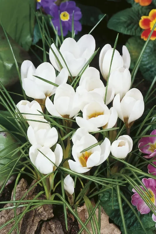 Crocus chrysanthus ‚Ard Schenk‘ (Garten-Krokus)