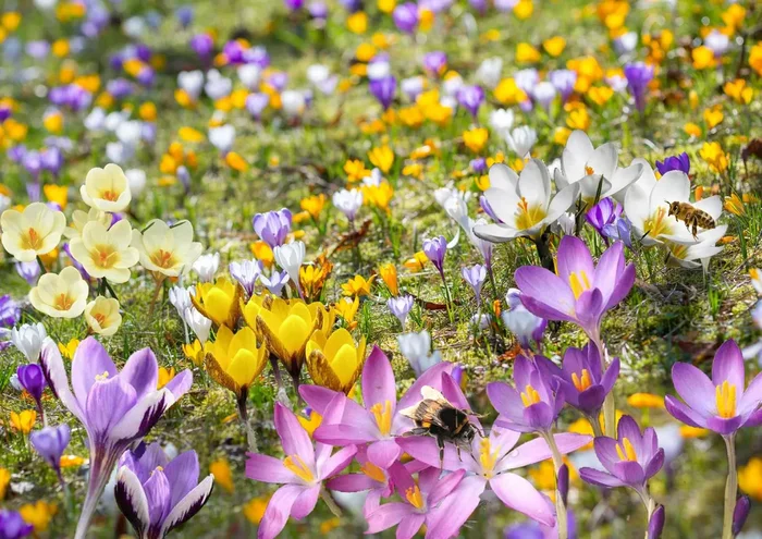 Crocus Mix ‚Bienenweide‘ (Nektarreiche Krokus-Mischung)