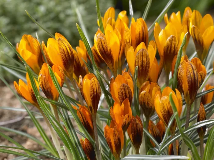 Crocus oliveri ‚Orange Monarch‘ (Garten-Krokus)