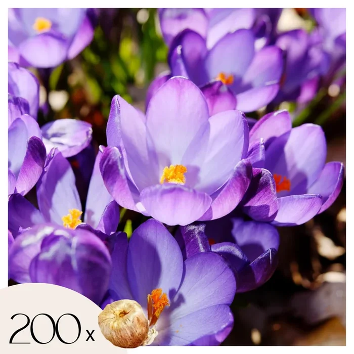 Crocus Ruby Giant – Set of 200 – Crocus Bulbs