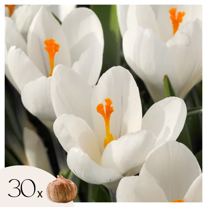 Crocus white – Set of 30 – Flower bulbs