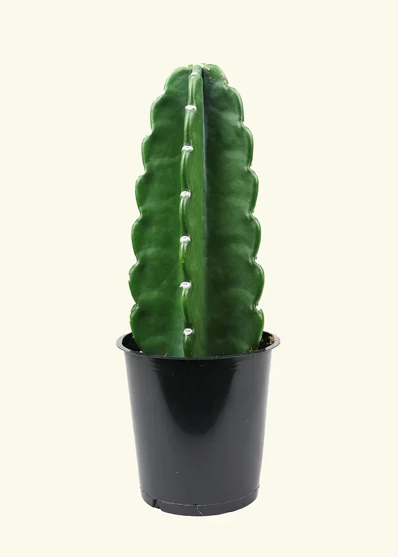Cuddly Cactus, Medium
