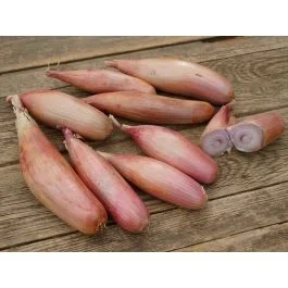 Cuisse de Poulet – BIO-Saatgut von Zwiebeln