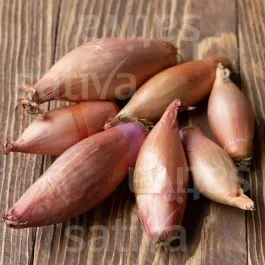 Cuisse de poulet du Poitou (échalion) – Zwiebelsamen