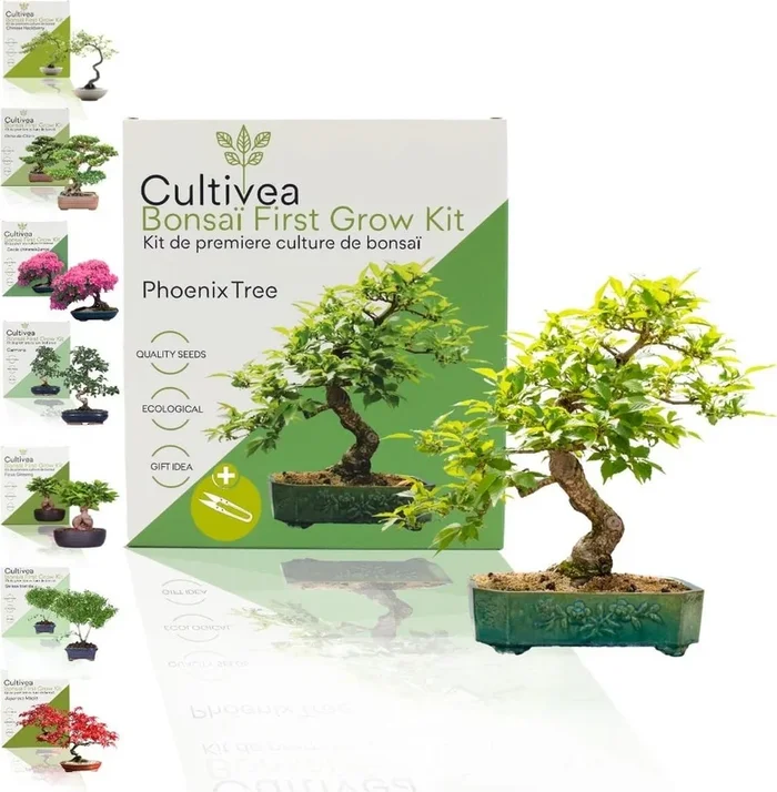 Cultivea Bonsai-Set“Phoenix Tree“