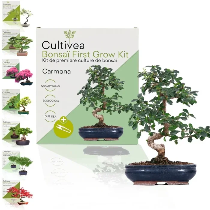 Cultivea Bonsai-Set „Carmona“