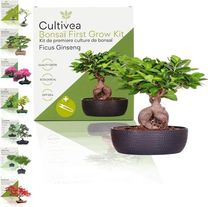 Cultivea Bonsai-Set „Ficus Ginseng“