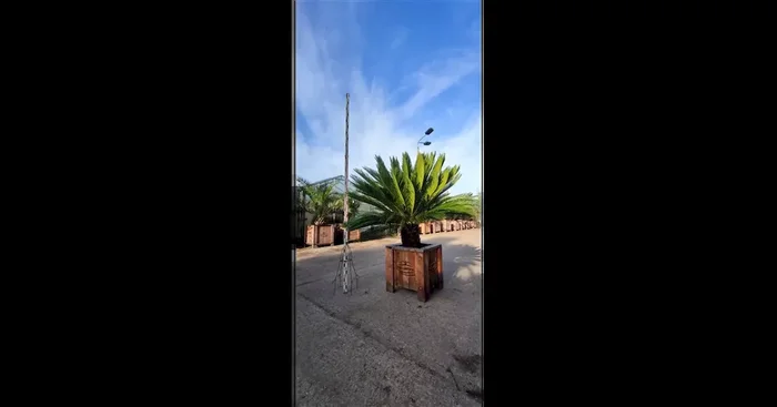 Cycas revoluta