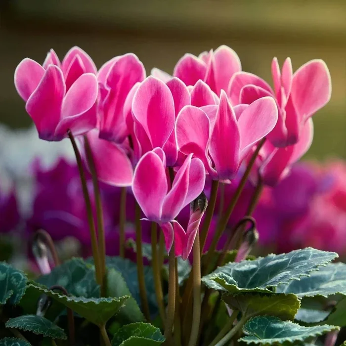 Cyclemen Flower Plant-Purple